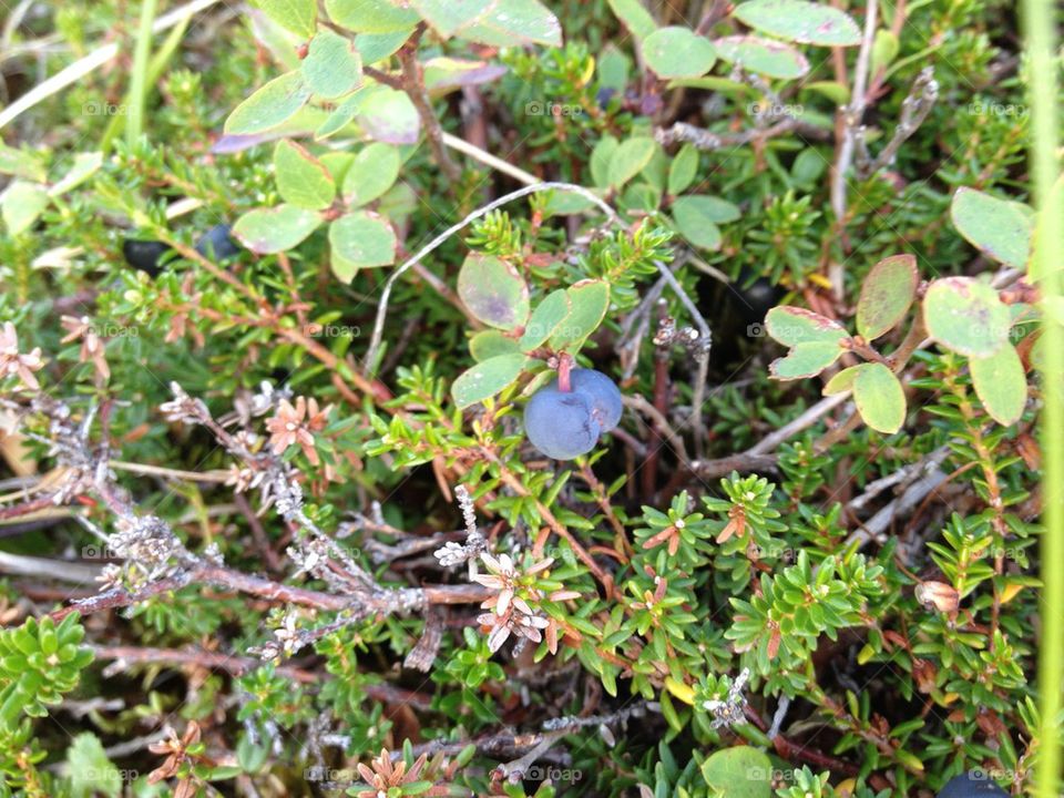 Wild Blueberries