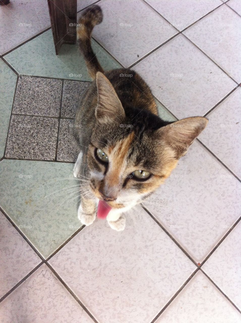 A naughty cat jutting out its tongue