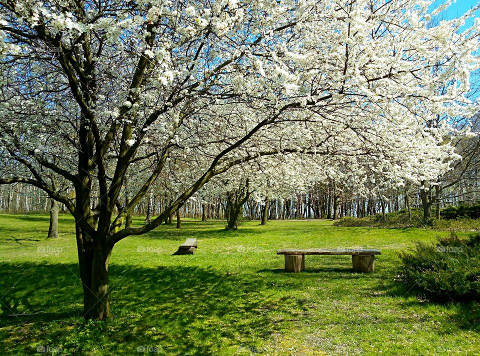 Tree, Park, Season, Landscape, Cherry