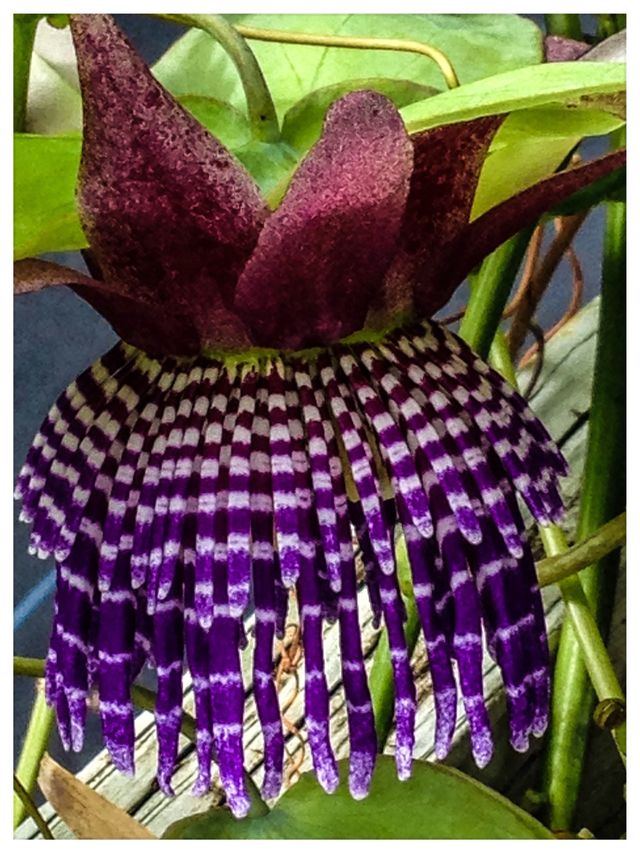 Exotic flower #6