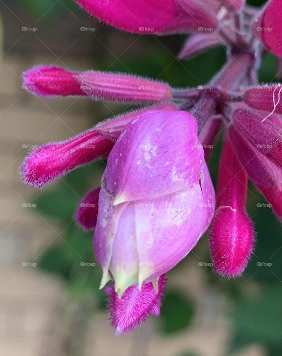 "Flowers are the alphabet of angels, whereby they write on the hills and fields mysterious truths.”                  ~Benjamin Franklin