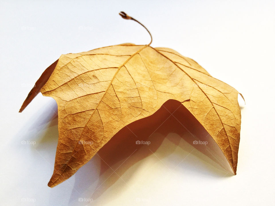 yellow macro close orange by formalhaut