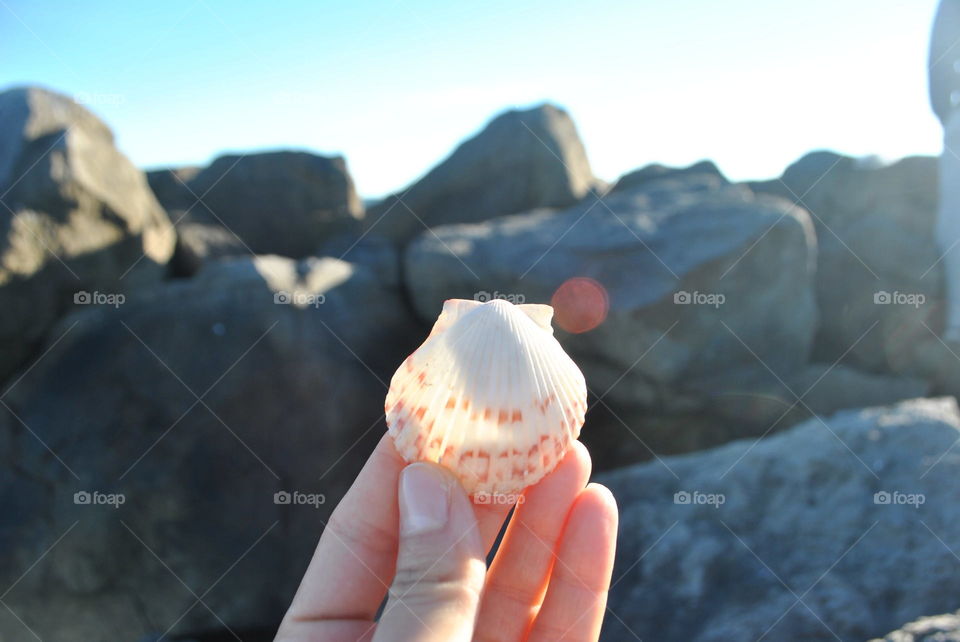 A person holding seashells in hand