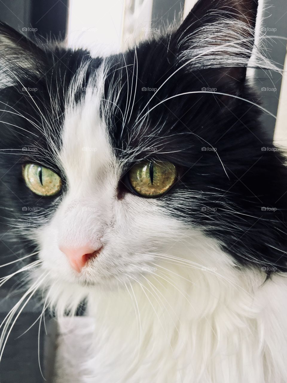 Tuxedo cat vivid color gold eyes full face