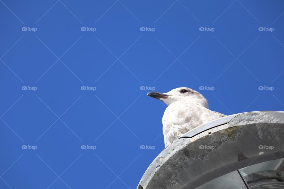Seagull on the head of a street lamp 
