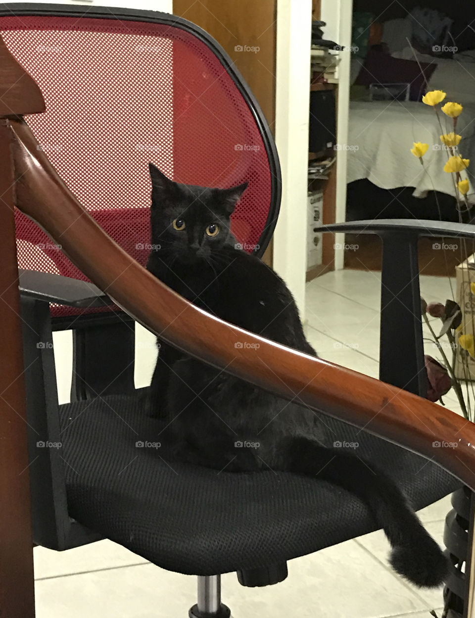 Kitten sitting in a chair