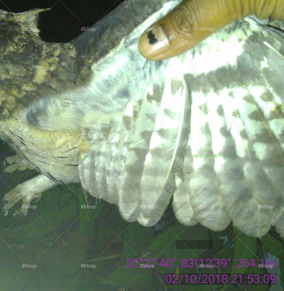 This is a very beautiful wild OWL 🦉.