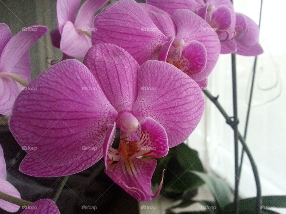 pink orchid