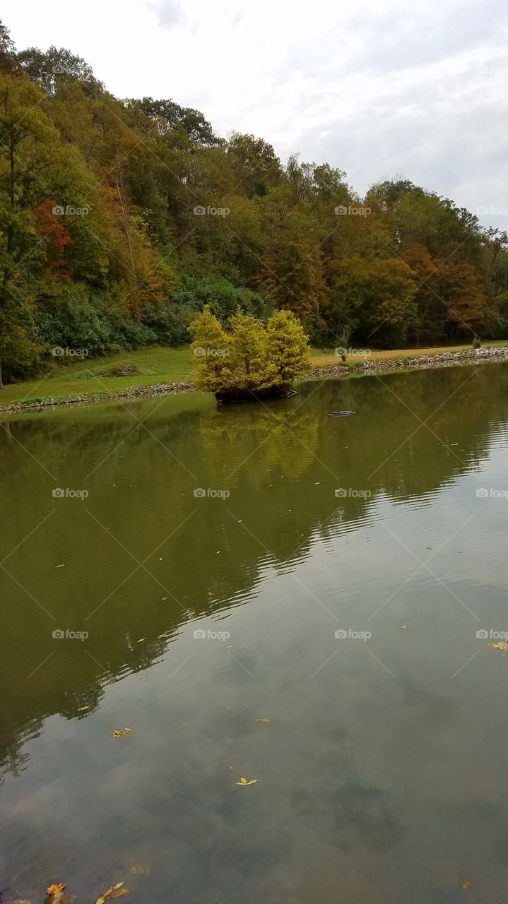 tree in local community fishing pond