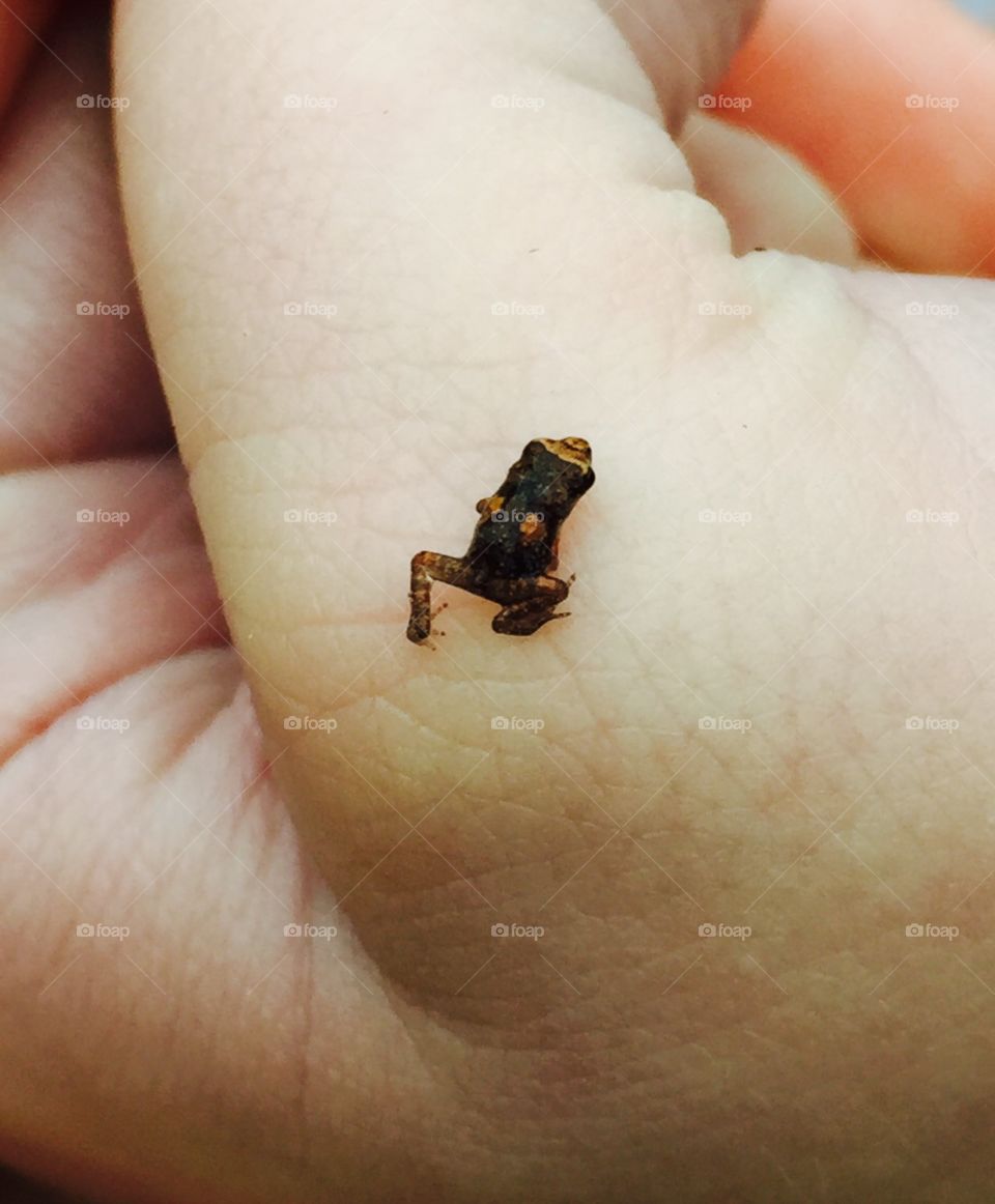 Tiny frog