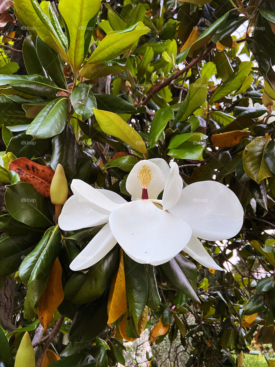 Beautiful blooming white magnolia tree close up.