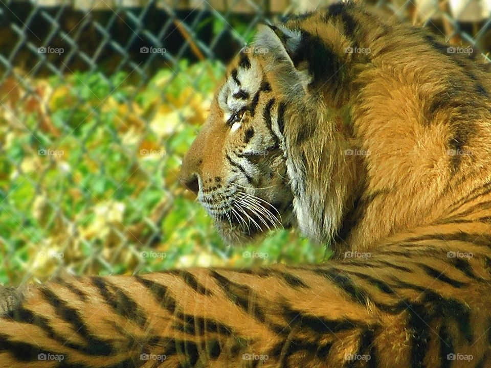 Tiger over the Shoulder