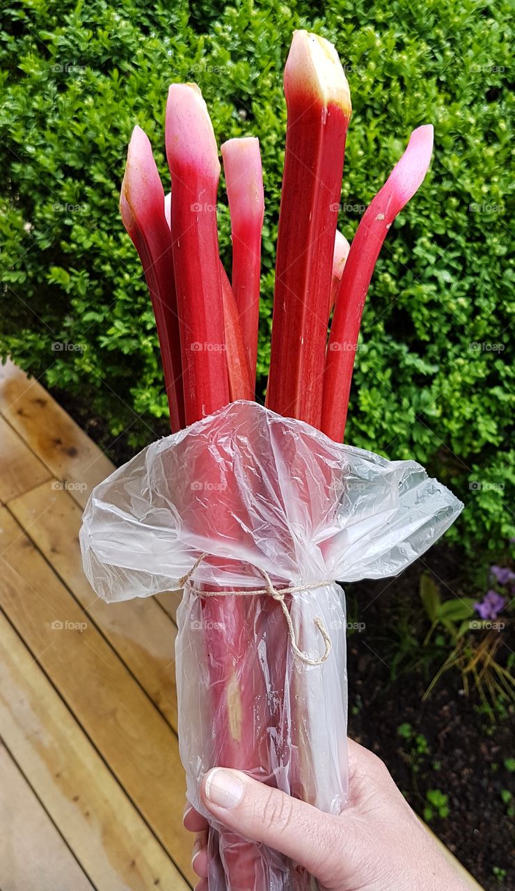 Rhubarb