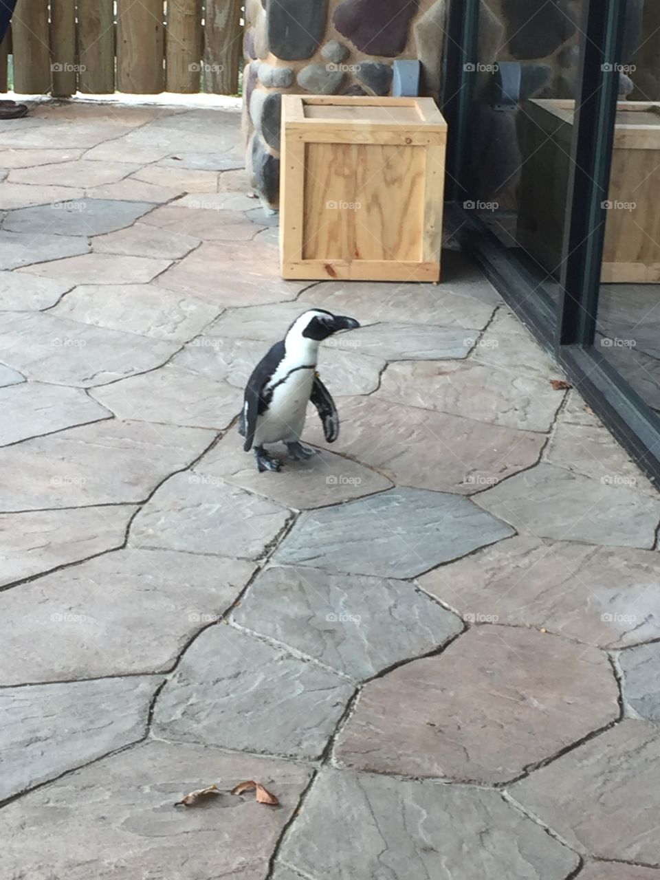 Penguin!