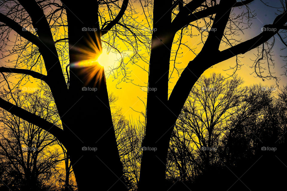 Sunlight On A Tree Silhouette