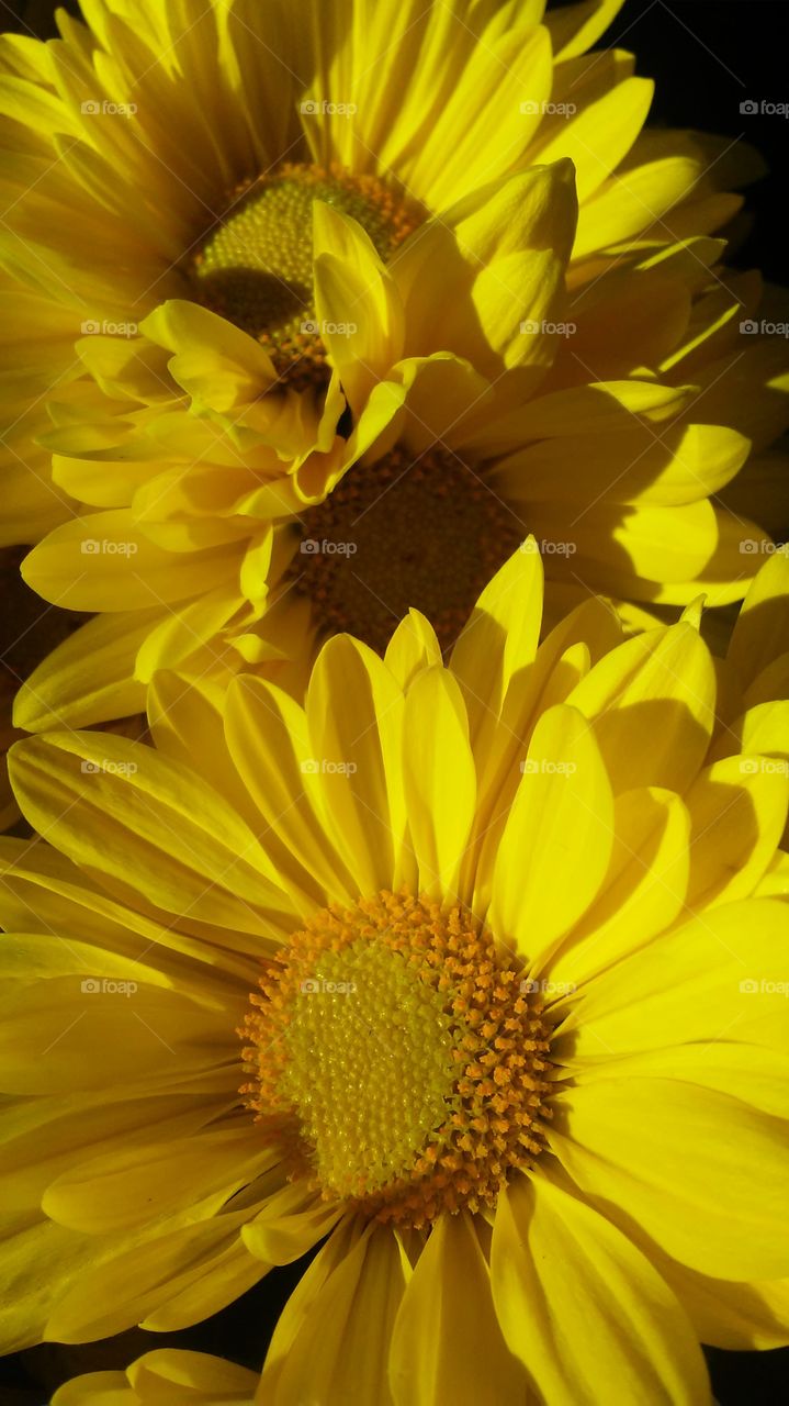 Flower, Nature, No Person, Flora, Summer