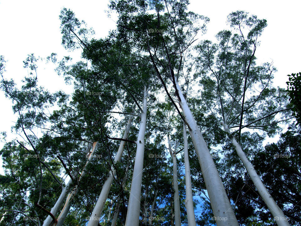 view from the ground showing white trees