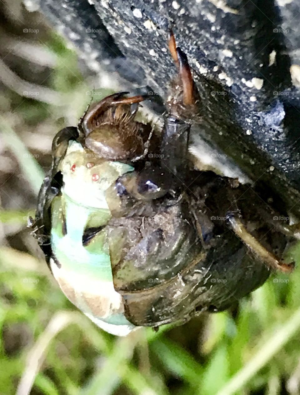 Cicada Emerging 