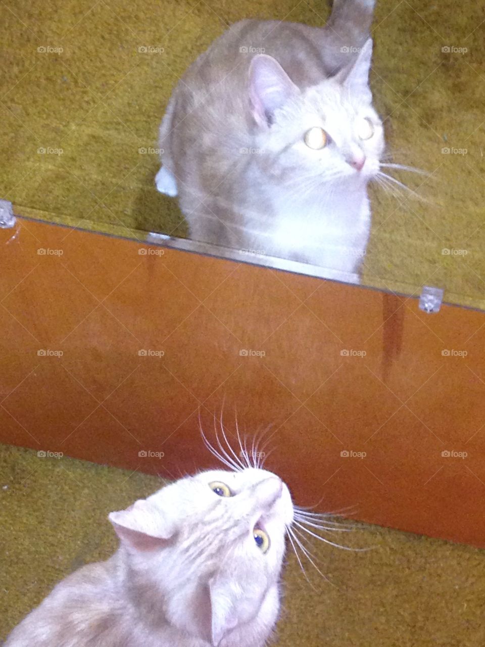 Reflection of kitty