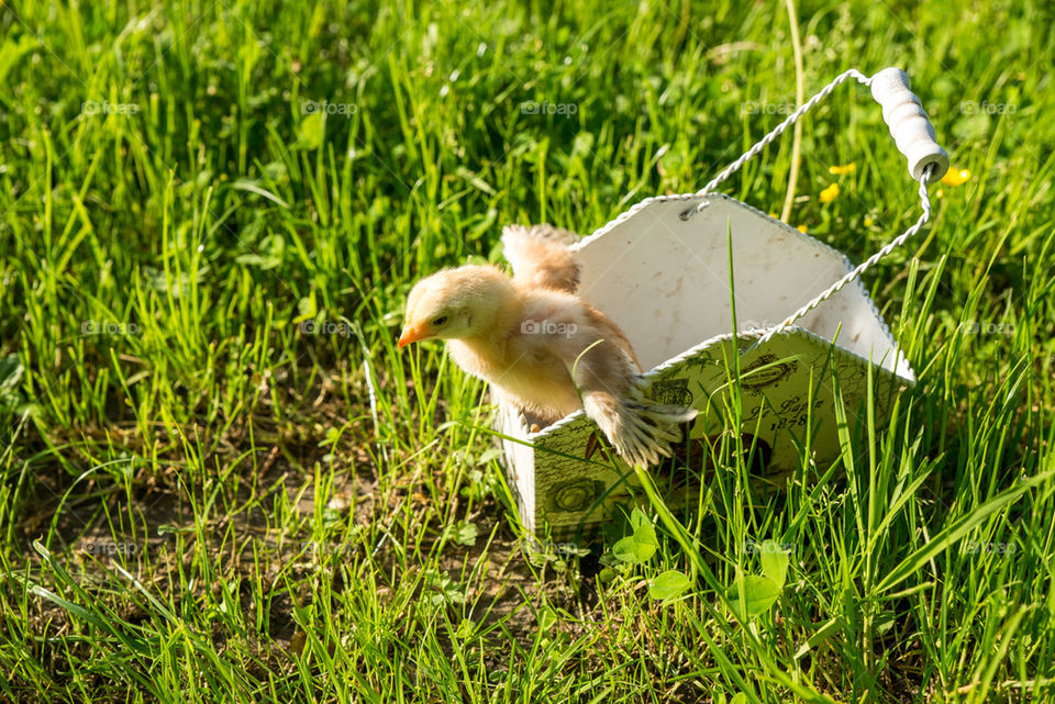 Little chiken in a basket