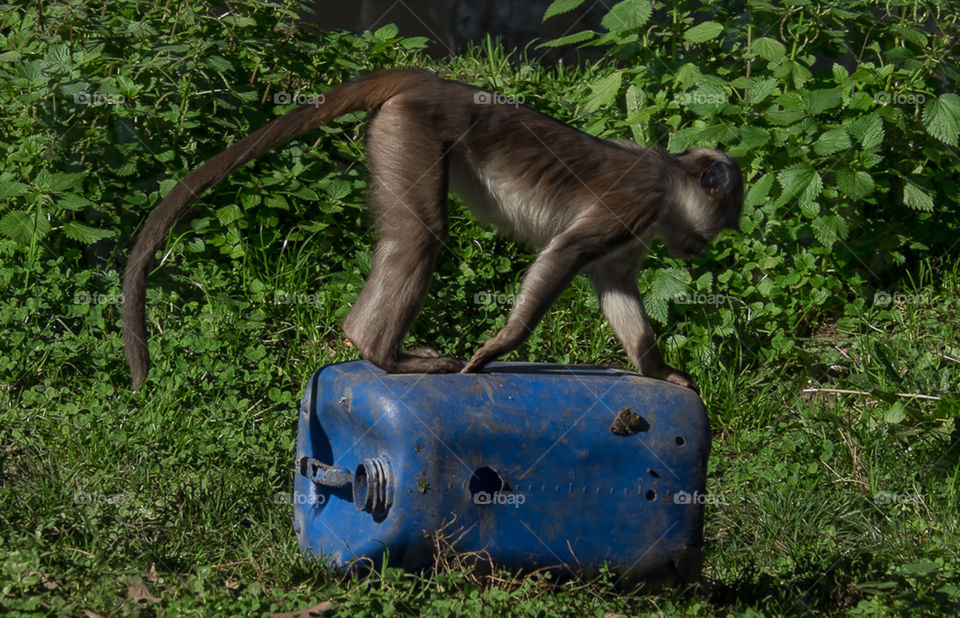 A Macaque playing in his cage