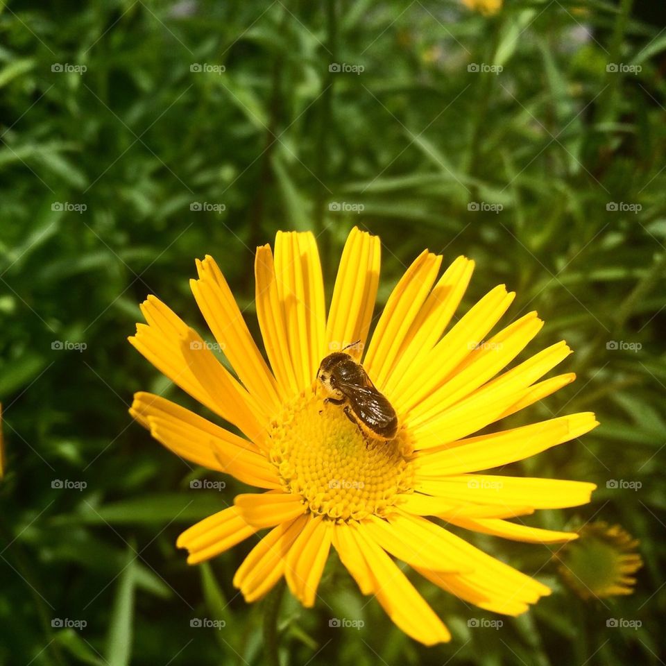 Bee On Flower