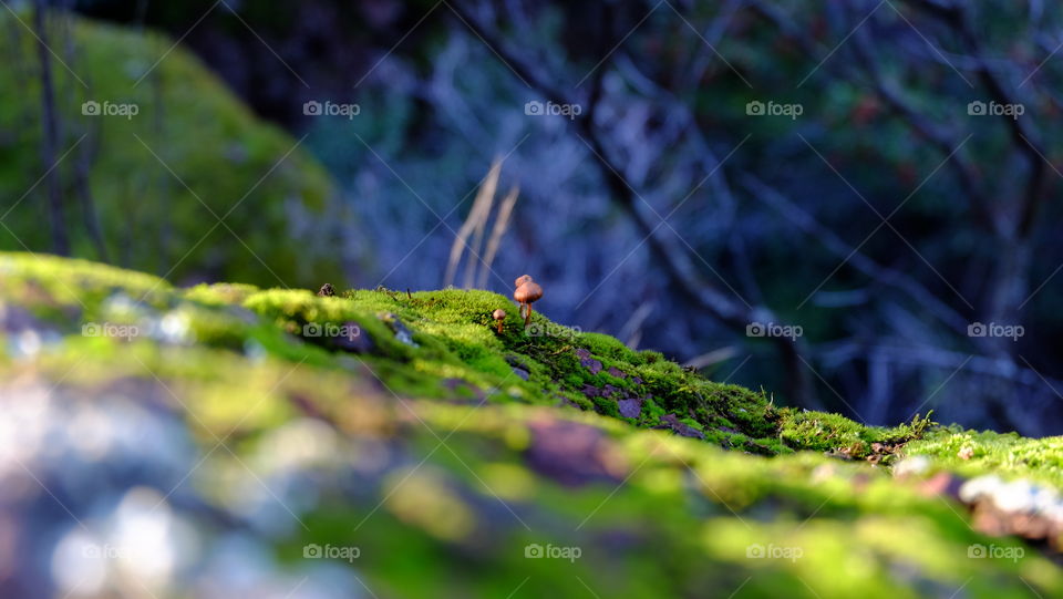 Tiny mushrooms on moss cover rock