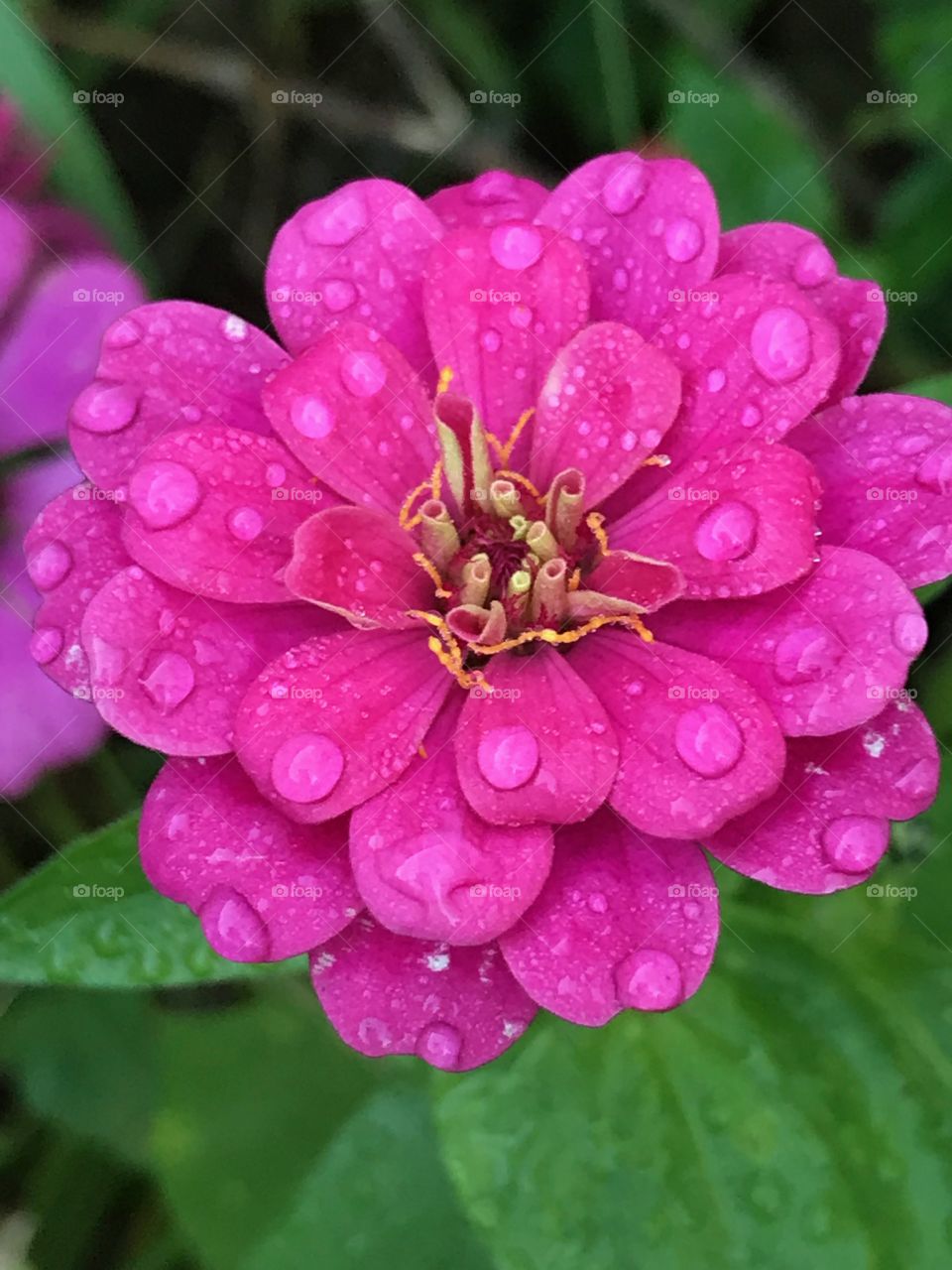 Pink Zinnia with Dew Drops