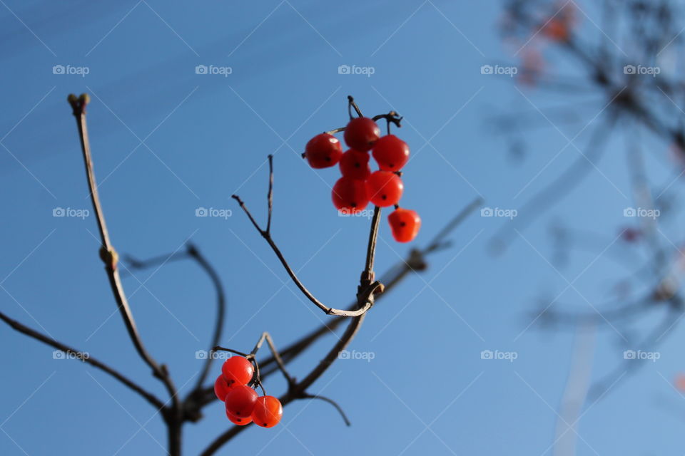 Nature. Red. Blue