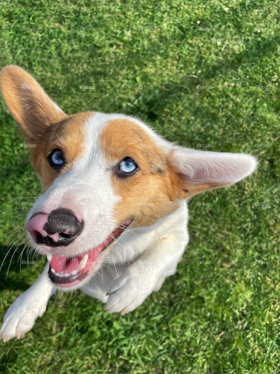 Corgi merle blue eyes puppie canine puppy pup cute adorable jump jumping happy k9 grass outdoors playing tricks cattle ranch dog