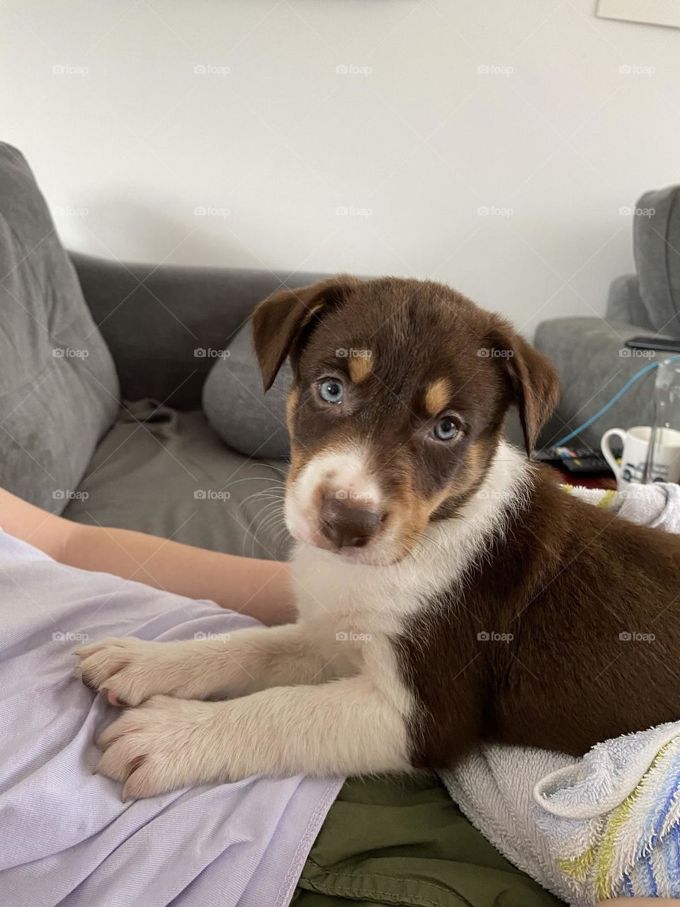 Three colour brown puppy 