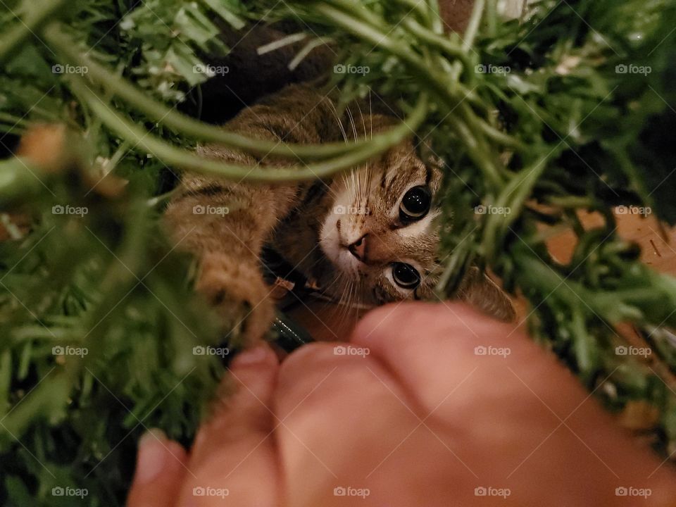 A surprise found in the Christmas tree!   Young tabby cat found hiding in the Christmas tree. The tabby cast is reaching out with his paw.