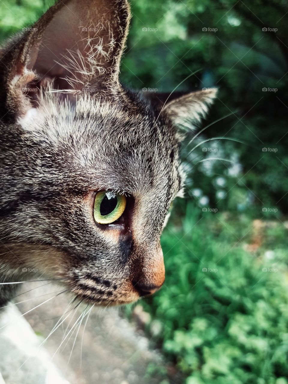 domestic cat looks out the window