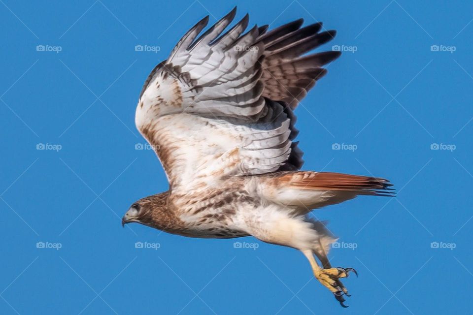 A Red-tailed Hawk launched into flight. 