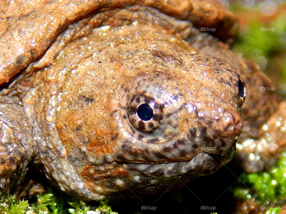 close up of a baby snapping turtle