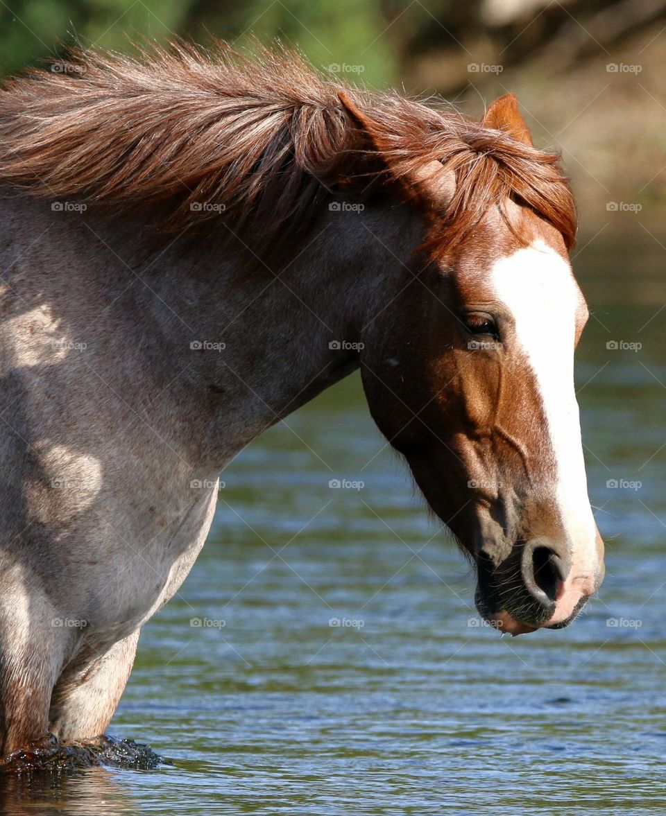 Roan Wild Horse in River