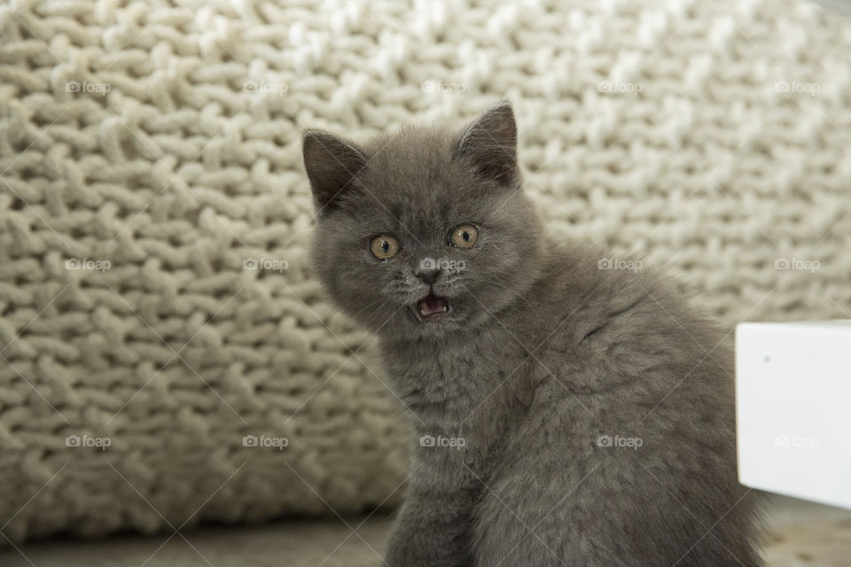 Portrait of gray kitten