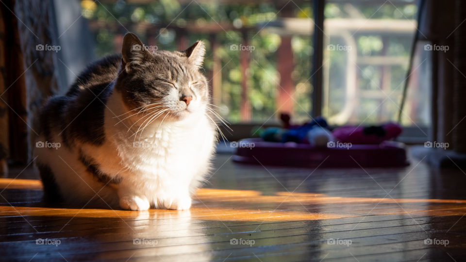 Cat Basking in the Sunlight