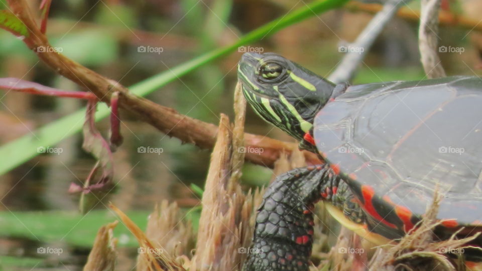 Painted Turtle hiding and hanging out near brush on edge of the Lake