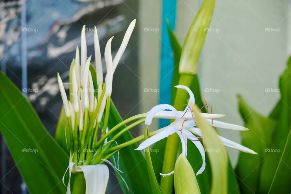White Fingers Stretch Towards the Sun