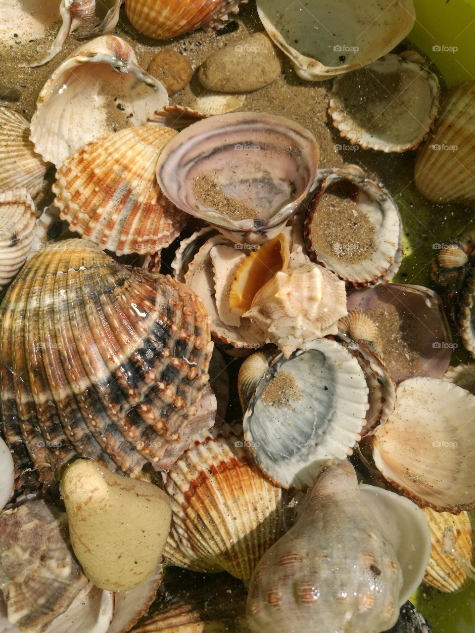 shellfish