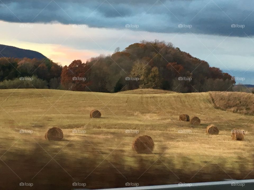 Bringing in the hay