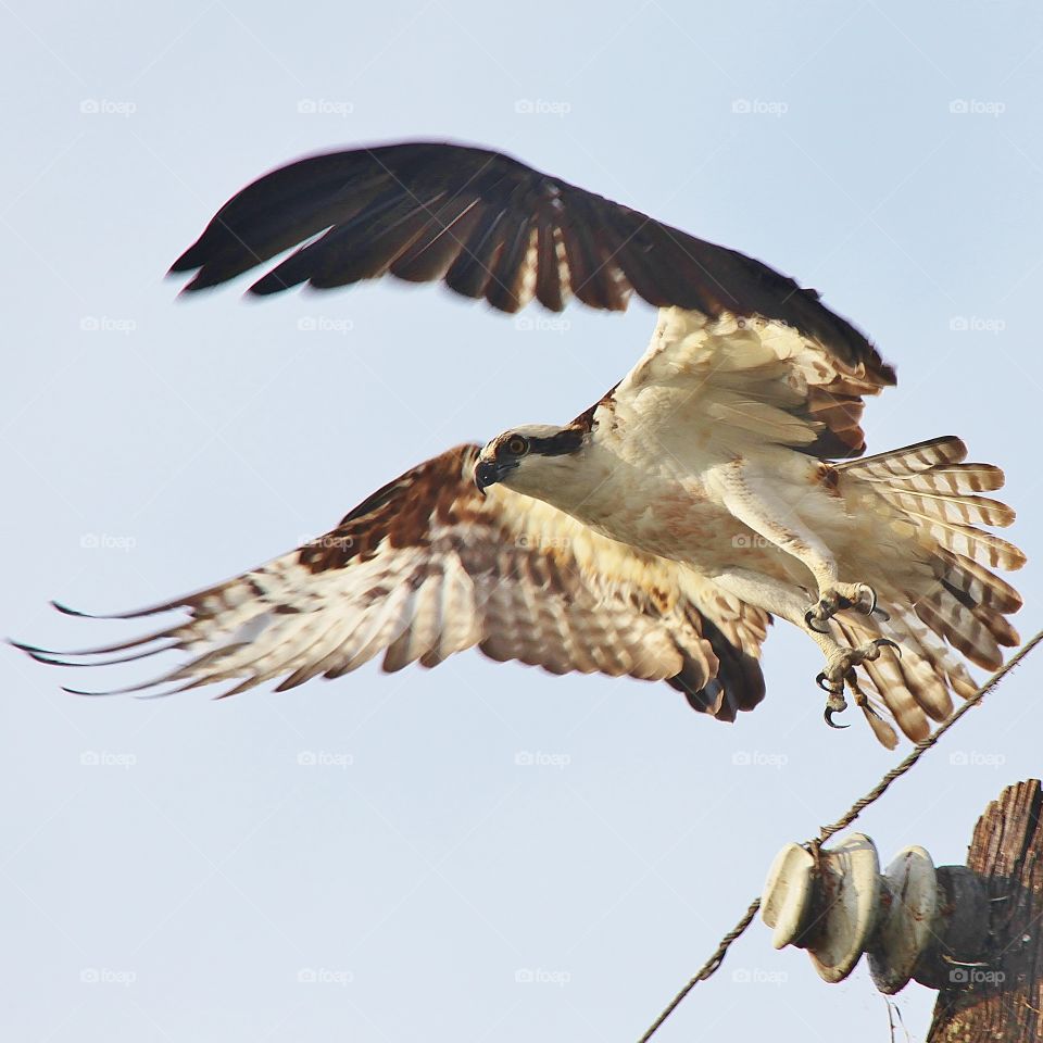 Osprey in Flight