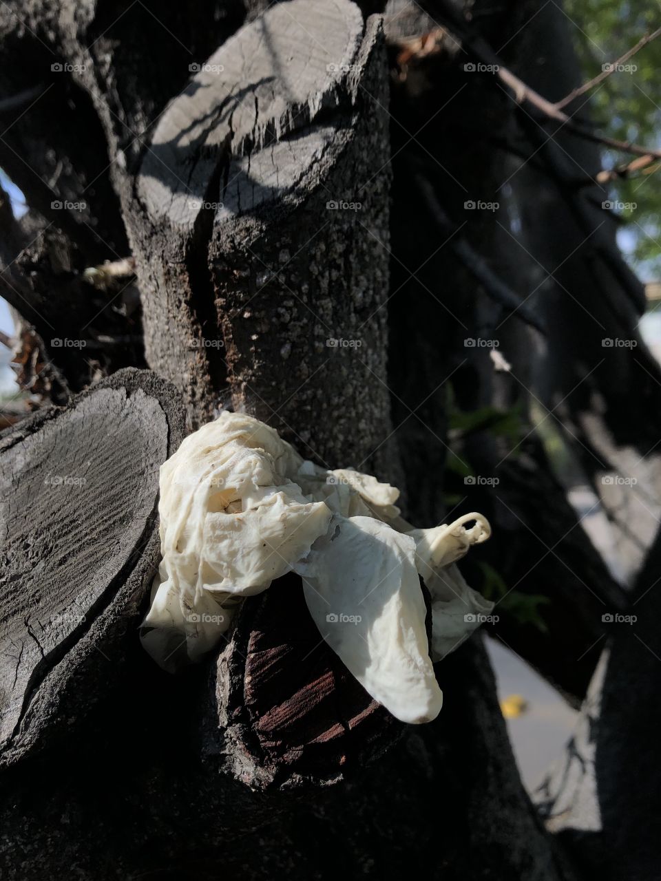 dirty surgical gloves discarded in a tree pot, dirty public space, a disrespect to nature, disrespect to the next