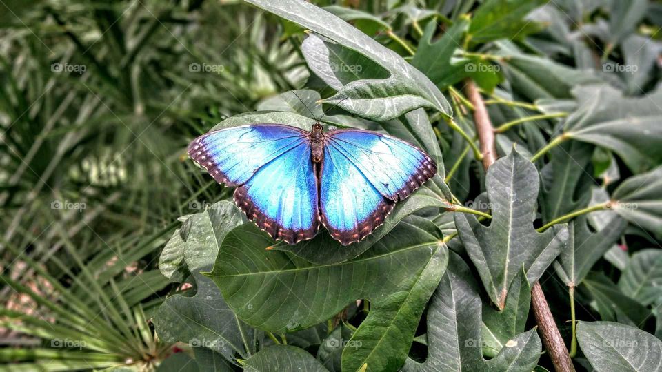 Beautiful  Blue Butterfly