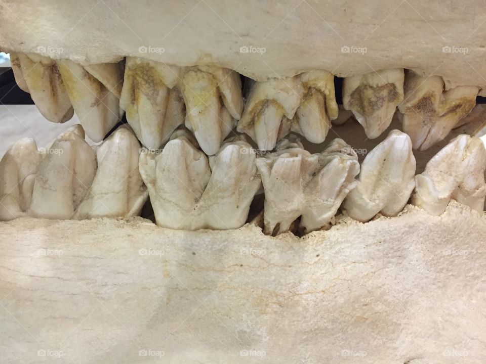 Animal teeth