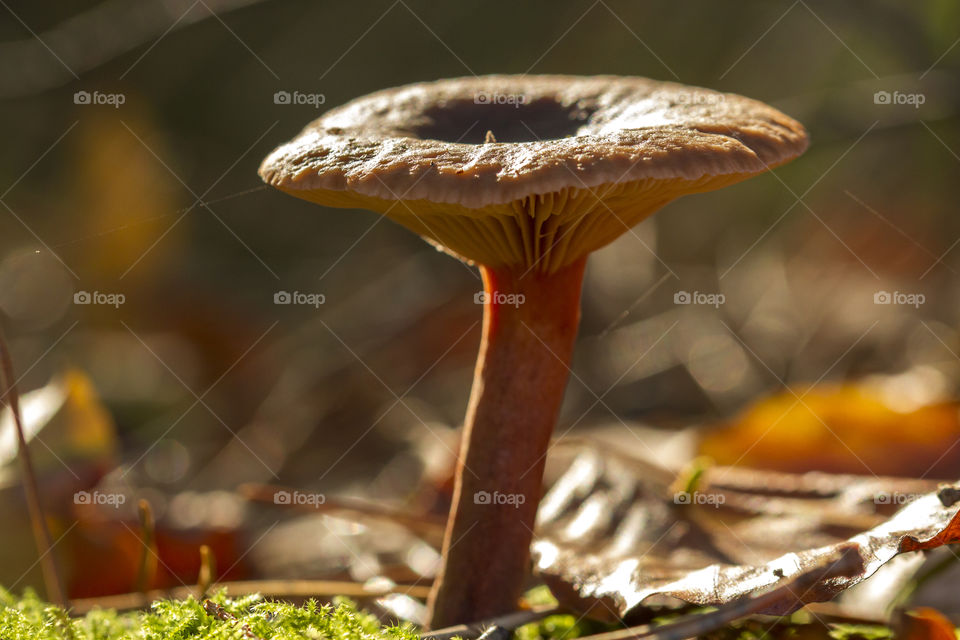 Close-up of mushroom