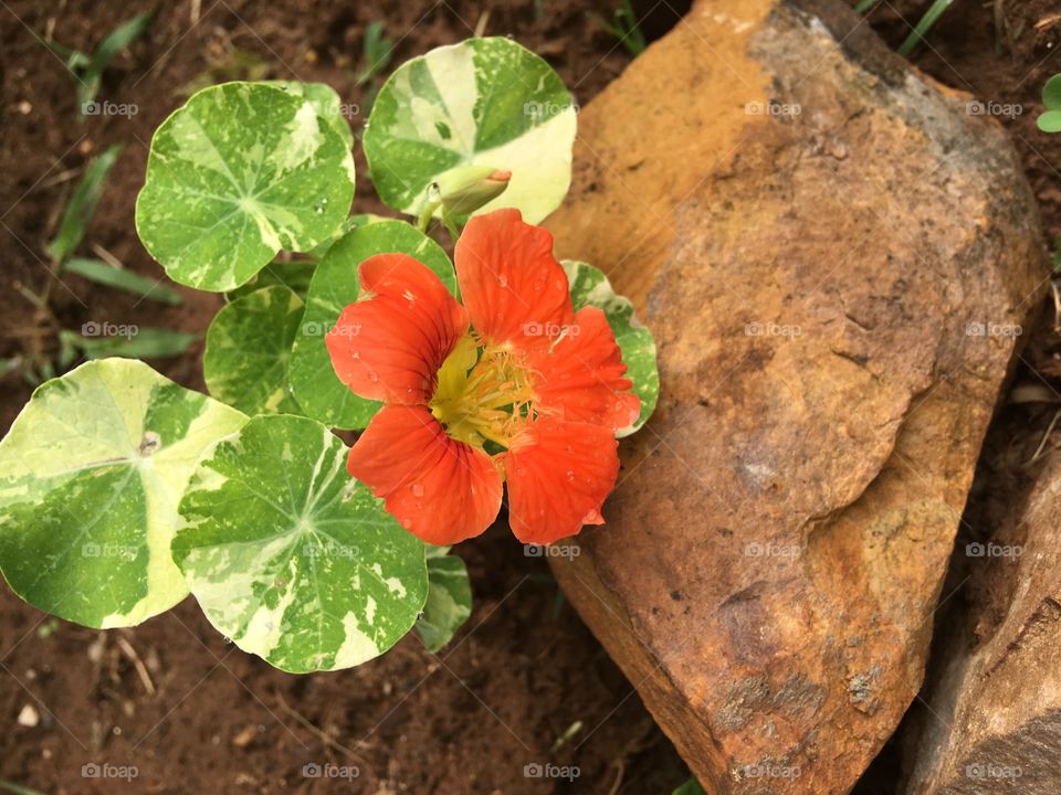 Nasturtium just popped up and I love my little surprise! So dainty and alone in this garden.