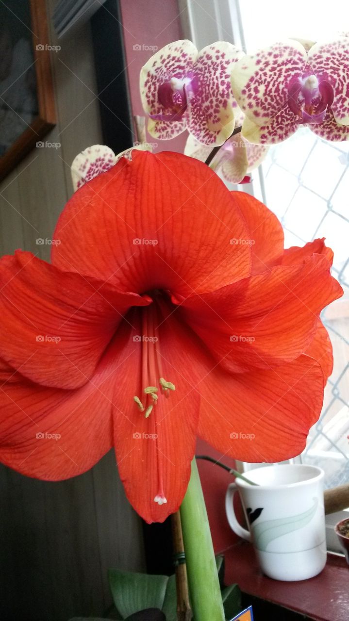 my Amaryllis