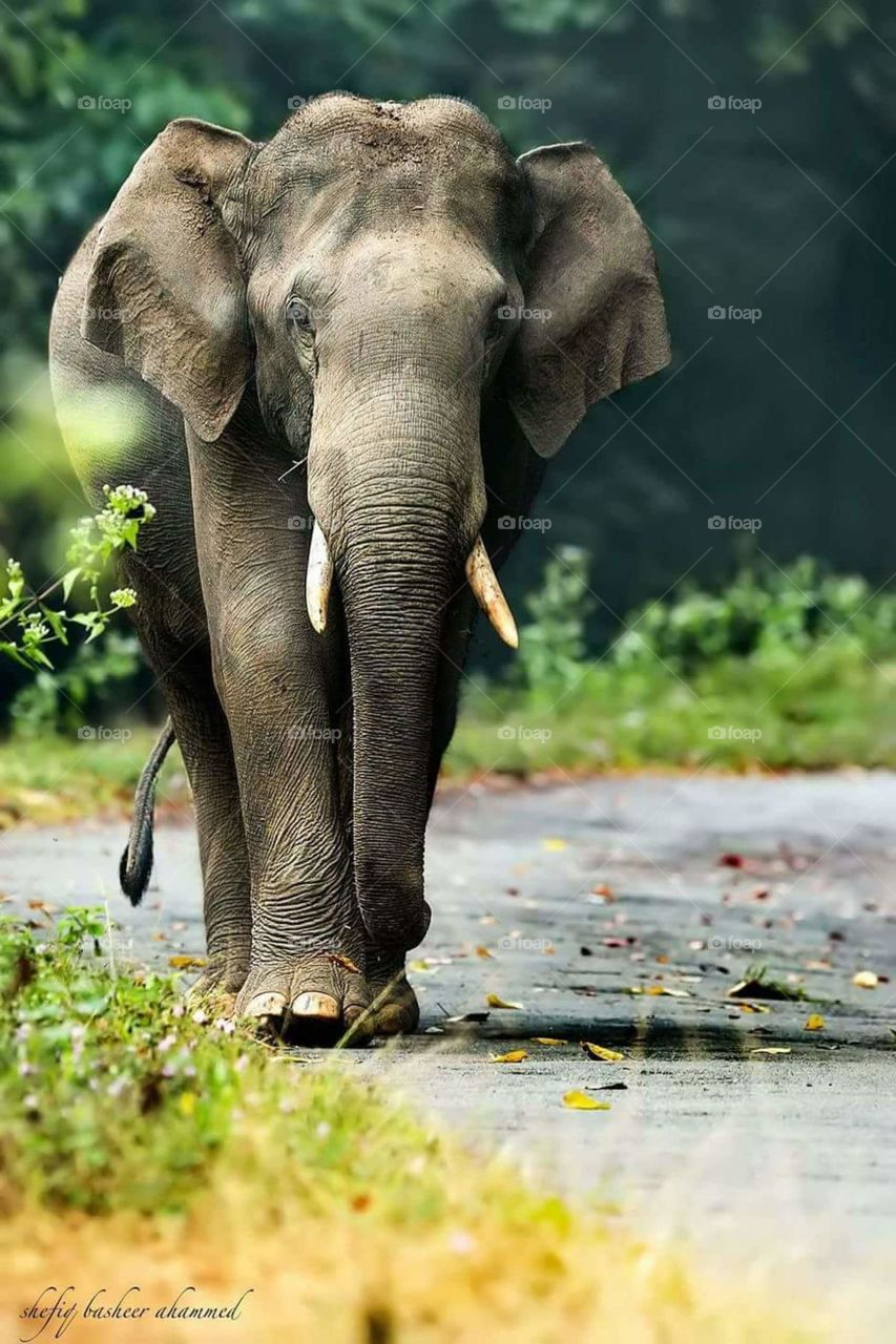 kerala elephant parmbikkulam tiger reserve india nature beauty wild asset